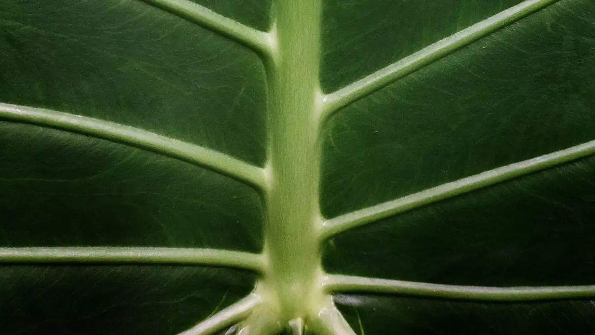 Close-up of a green leaf showing its natural vein structure